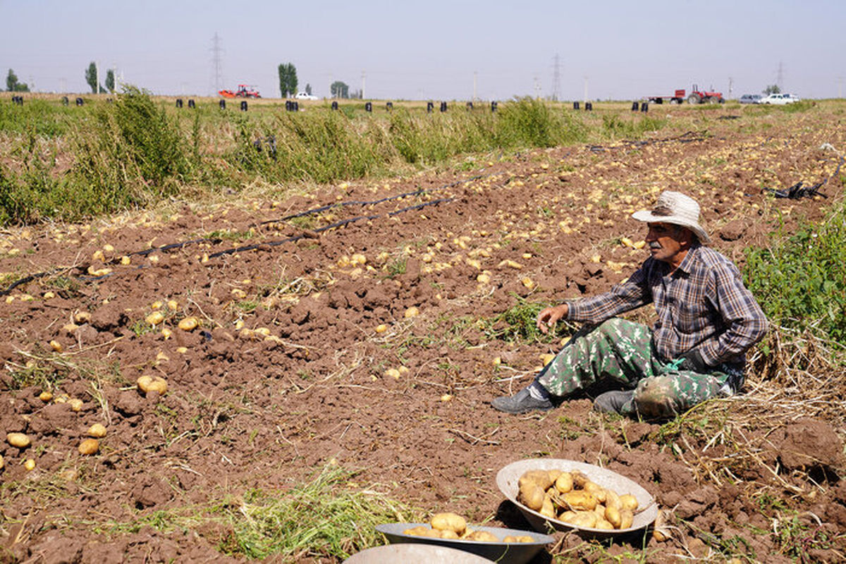 سیب زمینی اردبیل