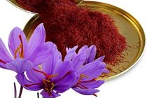 طلای سرخ ایرانی به یغما رفت