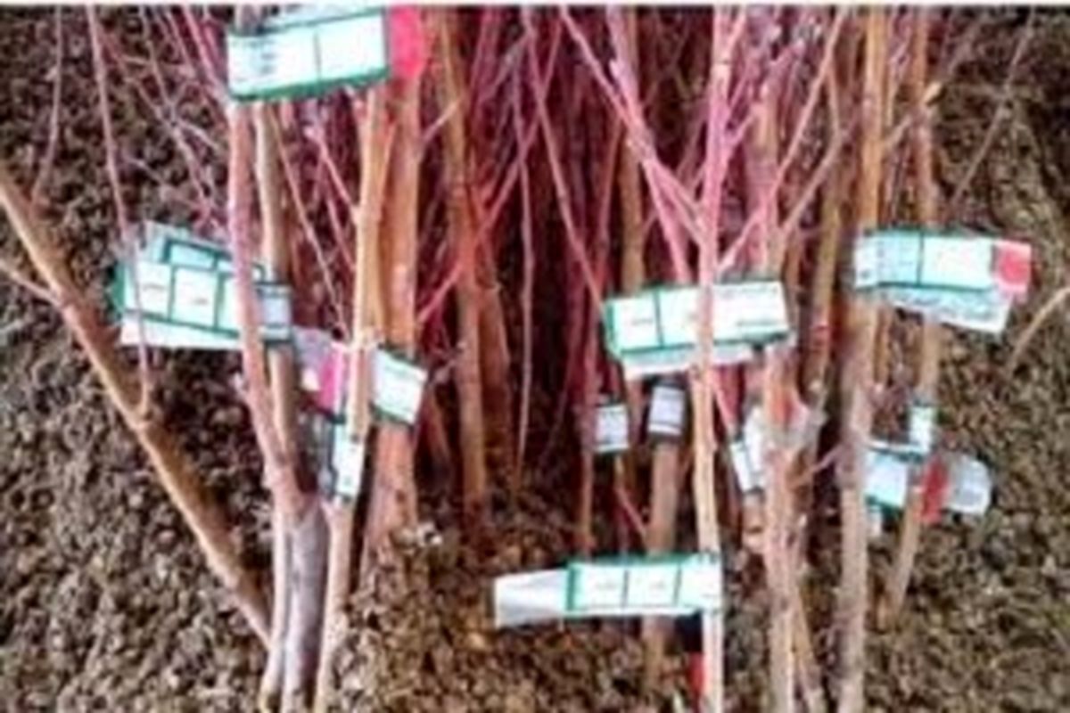 نهالستان های جهاد کشاورزی