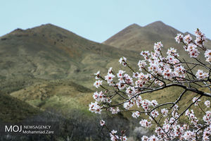 طبیعت بهاری ساوه