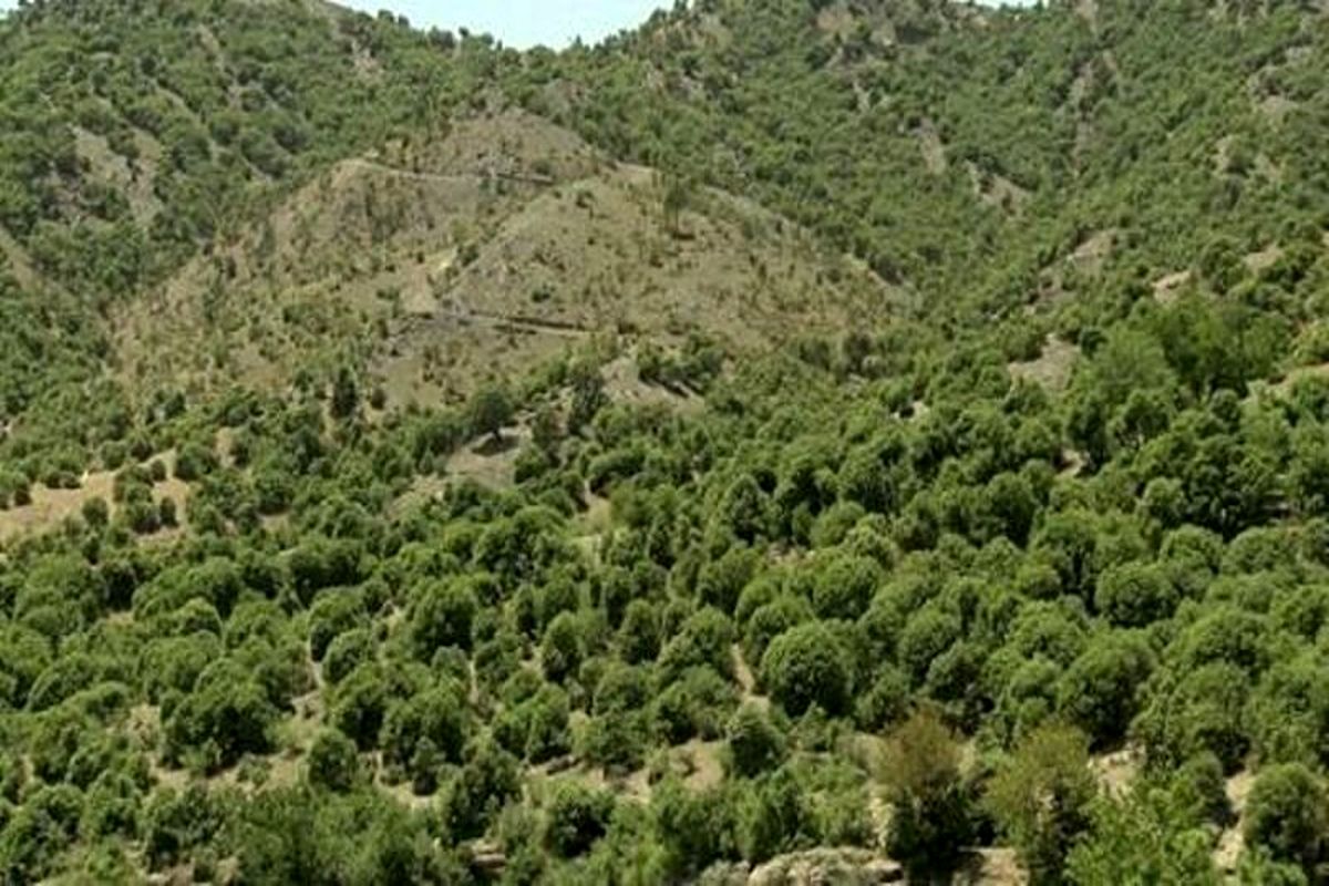 جنگل‌های بلوط