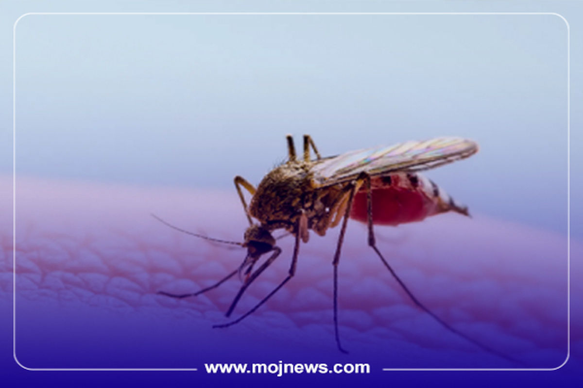 کاور تب دنگی موج