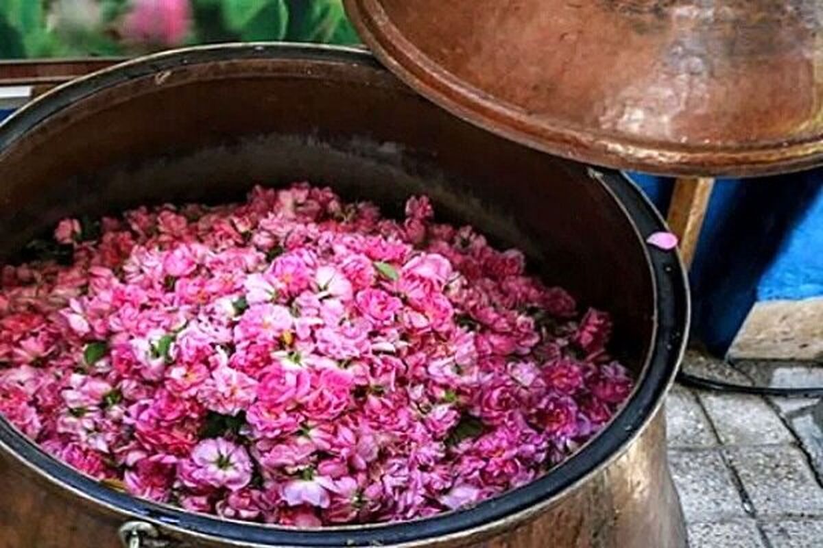 گلاب گیری قزوین