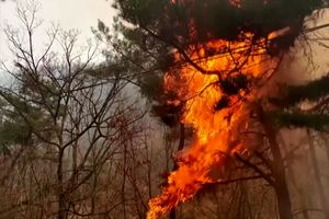  ۴ نفر در اتش سوزی های کره جنوبی جان خود را از دست دادند