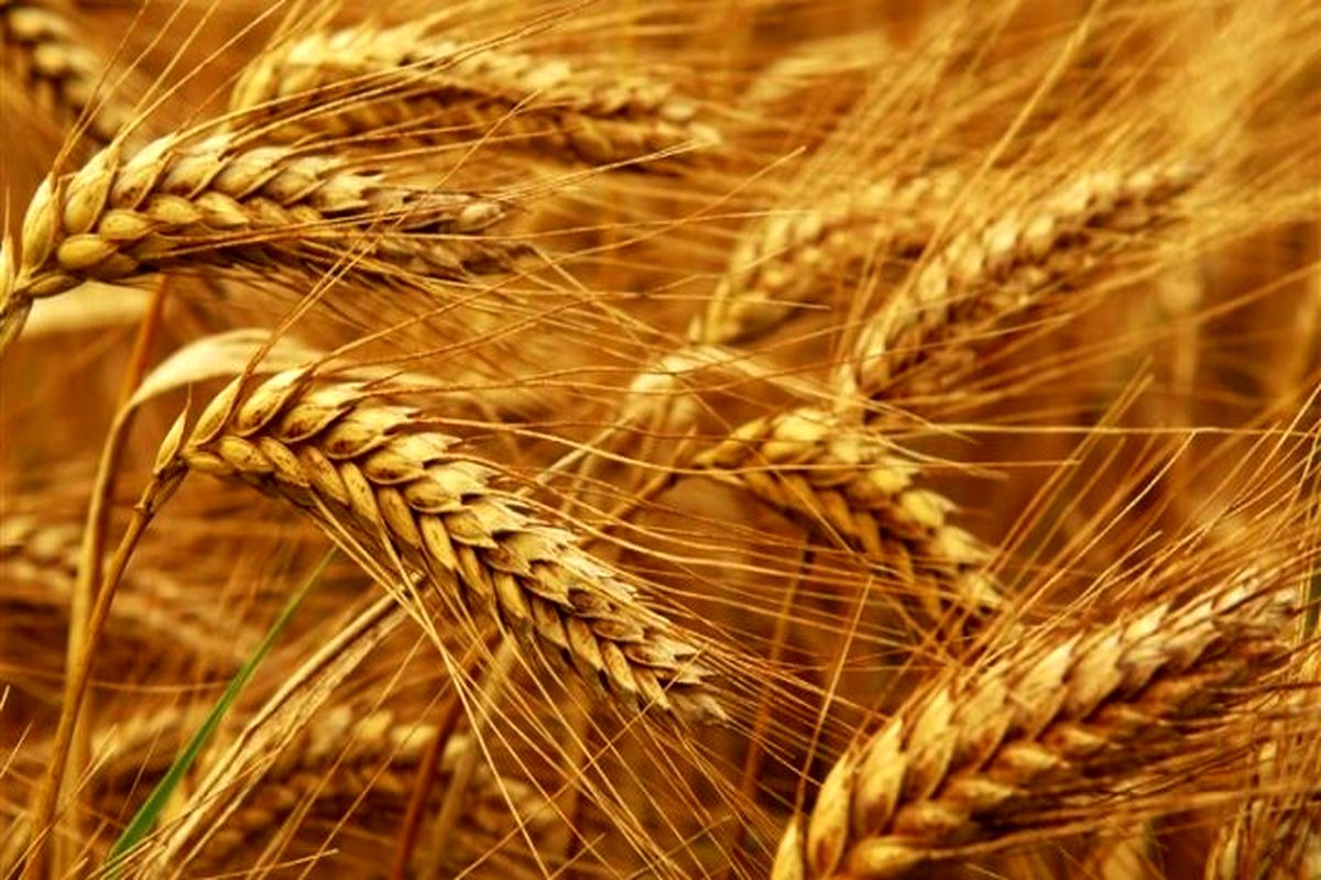 ده درصد ظرفیت ذخیره‌سازی گندم کشور در استان کرمانشاه است