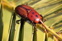 سوسک سرخرطومی حنایی تهدیدی برای نخیلات هرمزگان