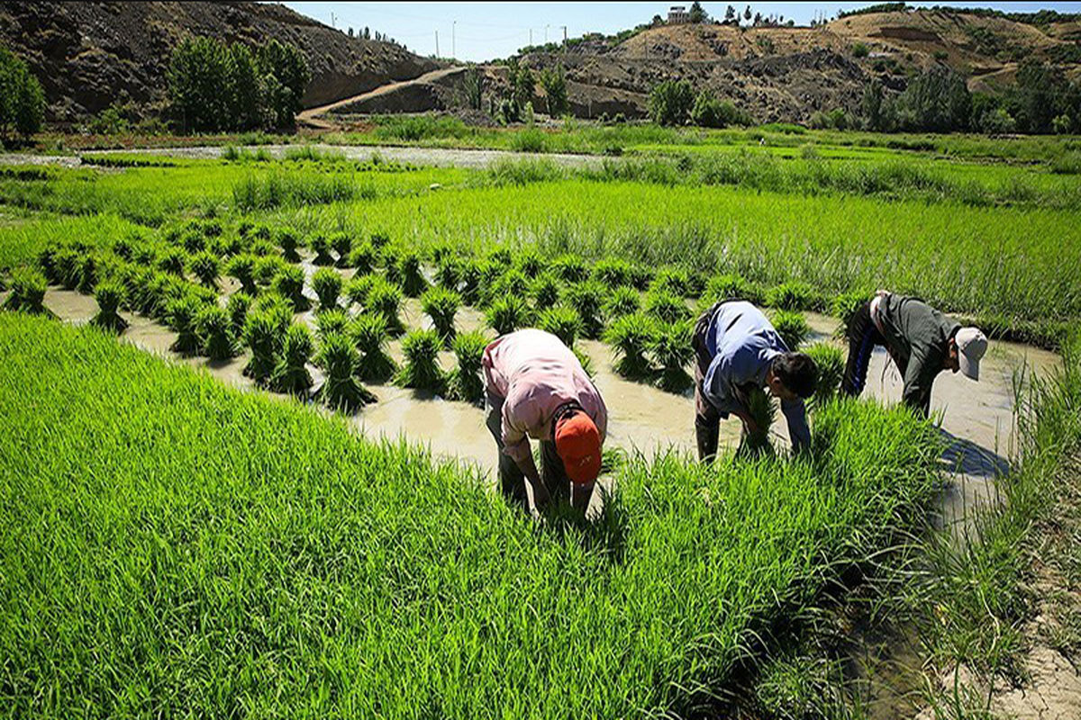 مزارع شالی شهرستان درگز