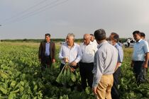   آغاز فاز جدید سرمایه گذاری در کشت و صنعت مغان