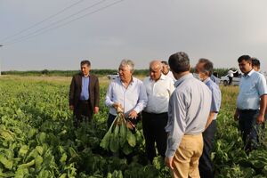   آغاز فاز جدید سرمایه گذاری در کشت و صنعت مغان