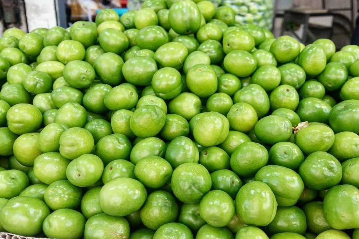 گوجه سبز قزوین