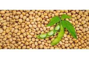 توزیع 300 کیلو بذر بین سویاکاران نوری