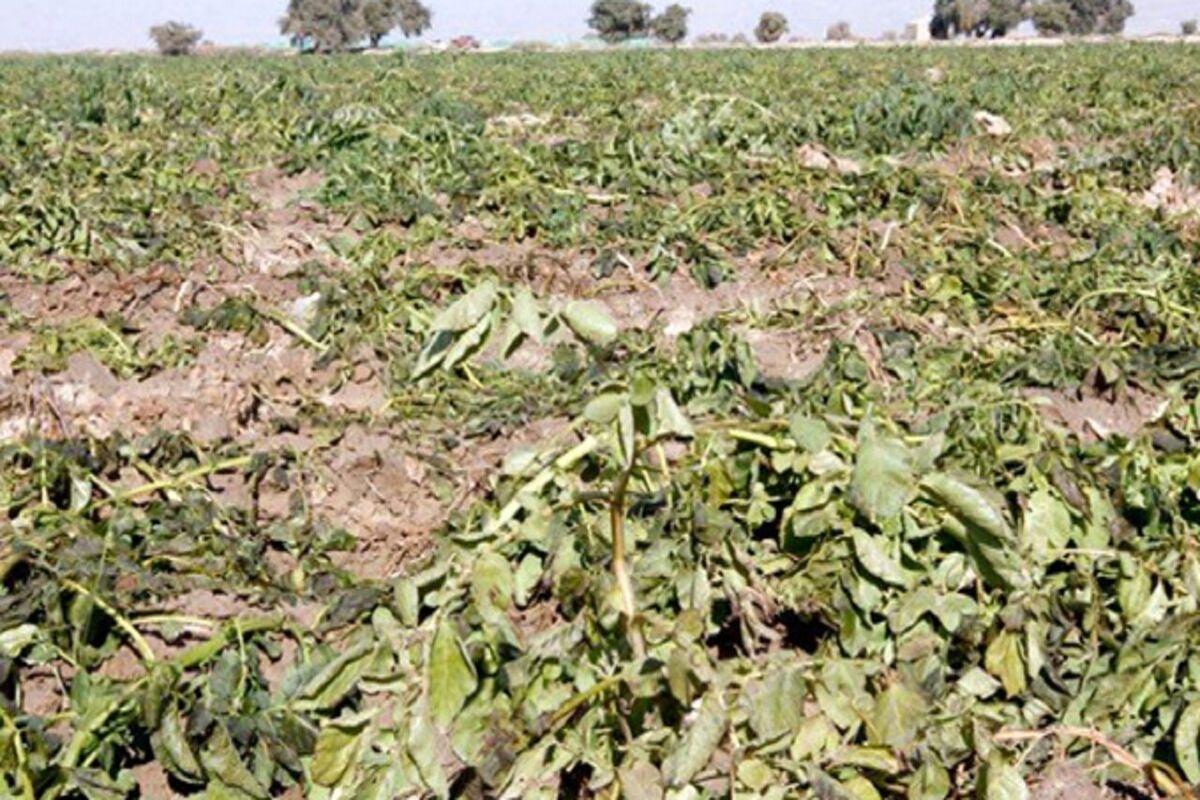 حوادث غیرمترقبه در بخش کشاورزی خراسان رضوی