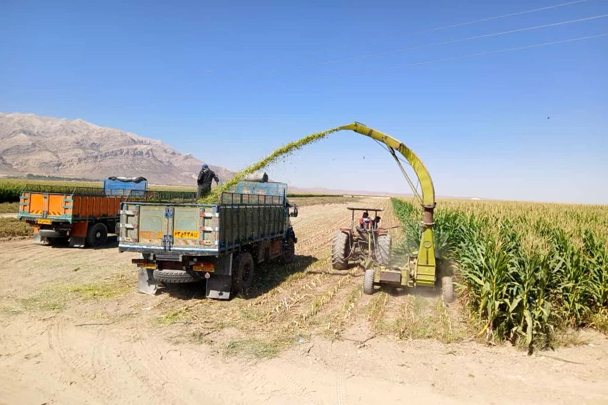 ذرت علوفه ای