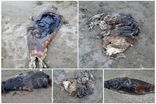 کشف پنج لاشه فوک خزری در سواحل مازندران