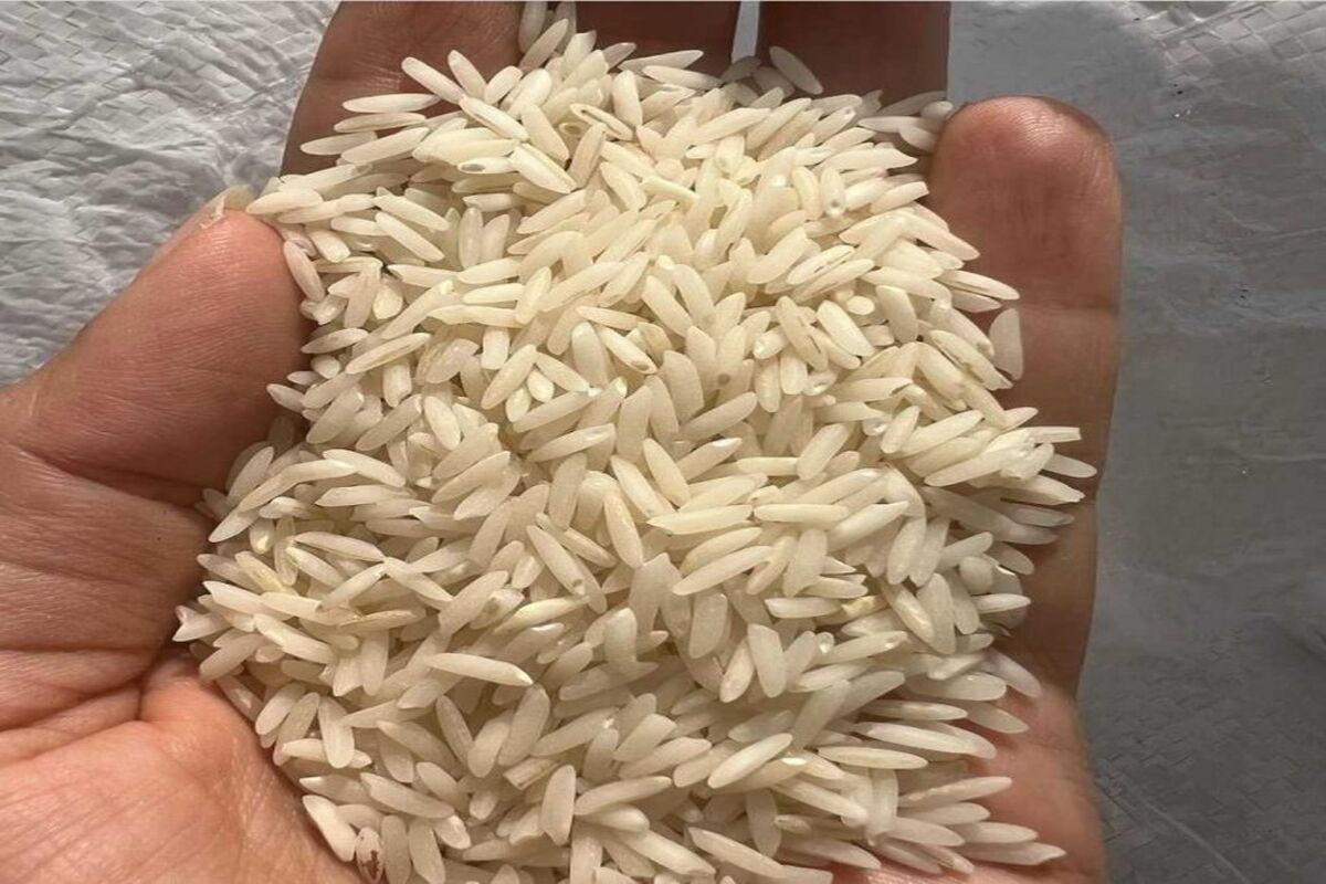 خرید تضمینی برنج محلی گیلان
