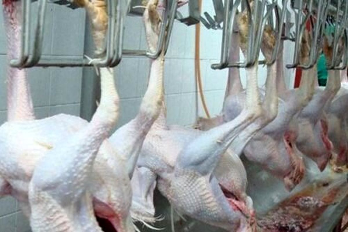 گوشت بوقلمون