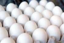 355 کارتن تخم مرغ تنظیم بازاری در میاندورود توزیع شد