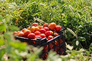 به کشاورزان در پی اعلام وضعیت سطح نارنجی ویژه حامل‌های انرژی هشدار داده شد