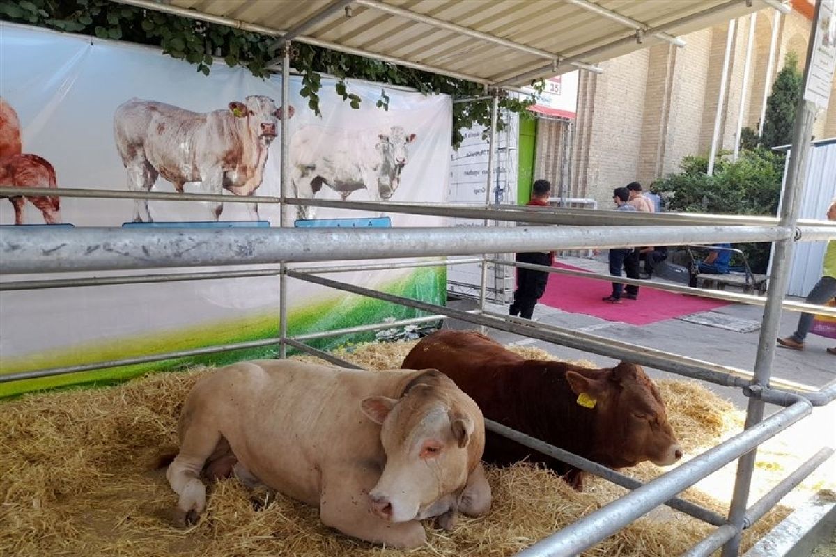 نمایشگاه بین‌المللی دام، طیور