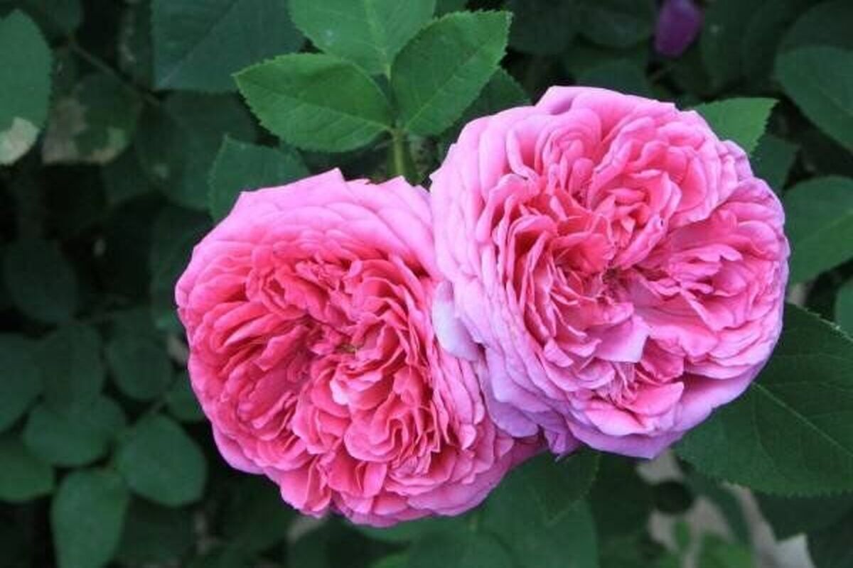  گل محمدی