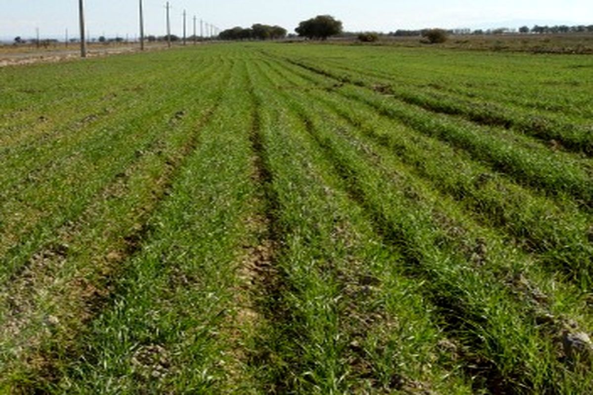 مزارع استان تهران