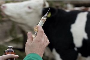 افزایش فعالیت کنه‌ها و سایر حشرات موذی دام ها در فصل گرما