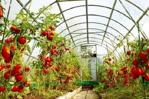 ۲۲۰ هکتار از سطح گلخانه‌های دهاقان مدرن و فلزی است