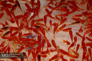 حال و هوای بازار کرمانشاه در ایام نزدیک عید نوروز