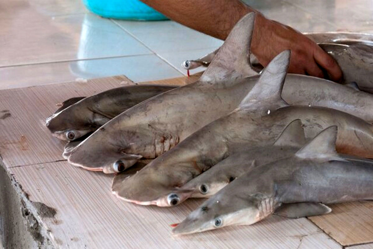 کشف و ضبط گوشت ماهی کوسه