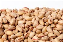 صادرات پسته در حال نابودی است