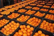 واردات دولتی ۲۵ هزار تن پرتقال از مصر برای شب عید