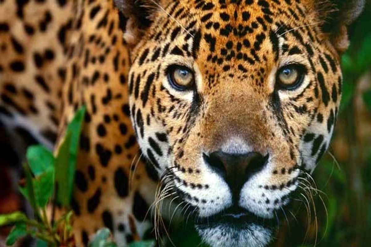 زخمی شدن یک دامدار براثر حمله پلنگ در فومن