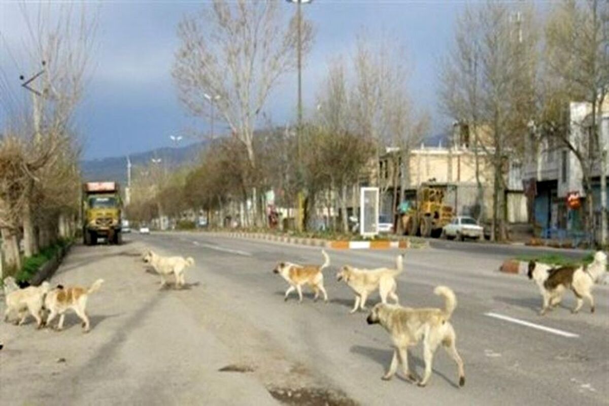 سگهای ولگرد