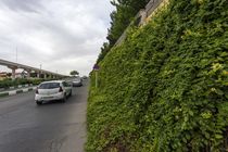 ۴۸۰ کیلومتر باغچه طولی در معابر شهر قم اجرا شده است