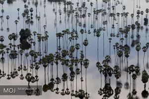 جاری شدن سیل در تایلند