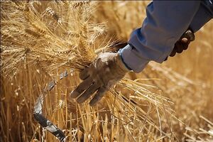 افزایش تولید و مطالبات گندمکاران + فیلم