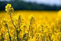 آغاز اجرای آزمایشی طرح کشت کلزا در مزارع شهرضا