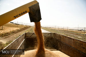 ۵میلیون تن گندم در سال 97 از کشاورزان خریداری شده است