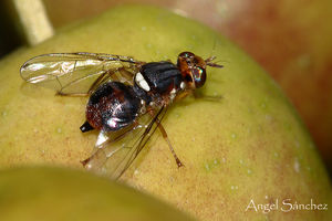 باغداران هزینه‌ای بابت مبارزه با آفت مگس زیتون پرداخت نکنند