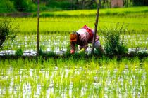 نشاکاری برنج در بیش از ۹ هزار هکتار از شالیزار‌ها