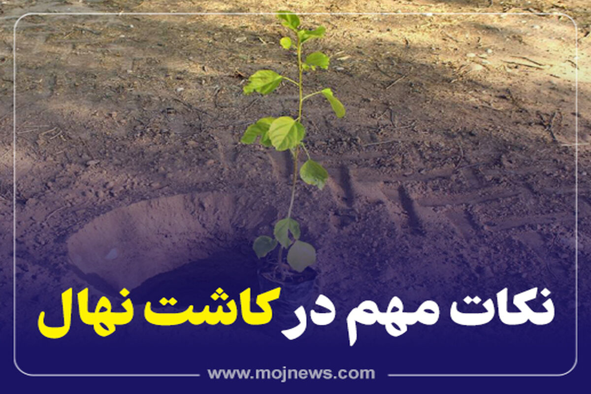 کاور کاشت نهال