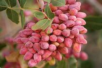 Rise in predictions of Iran's annual pistachio production