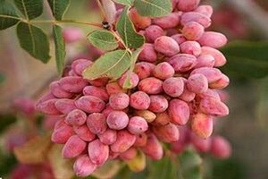 Rise in Iran's pistachio export