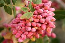 Rise in predictions of Iran's annual pistachio production