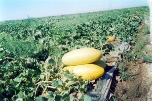 تایباد قطب خربزه ایران با ۸ هزار هکتار زمین زیر کشت این محصول 