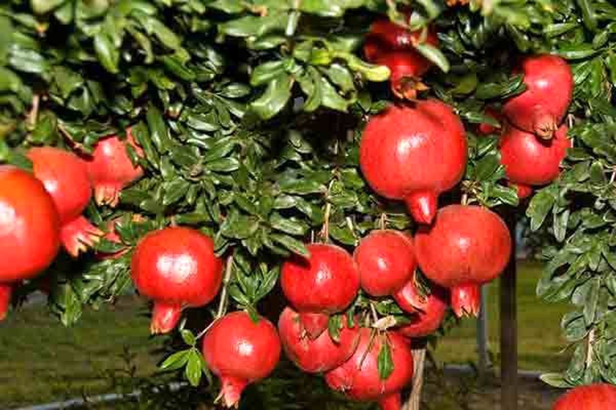 برداشت انار