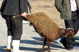 در شش نقطه عرضه دام به صورت زنده انجام می شود