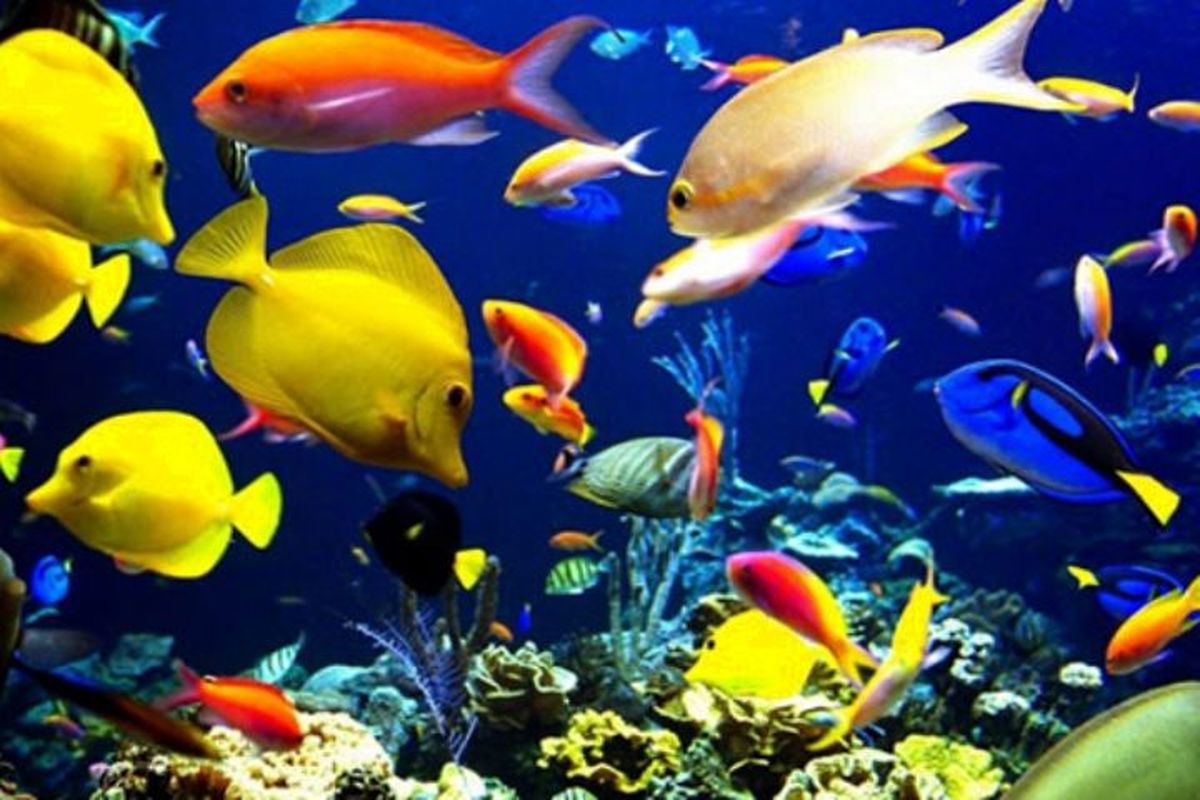 اصفهان- ماهیان زینتی