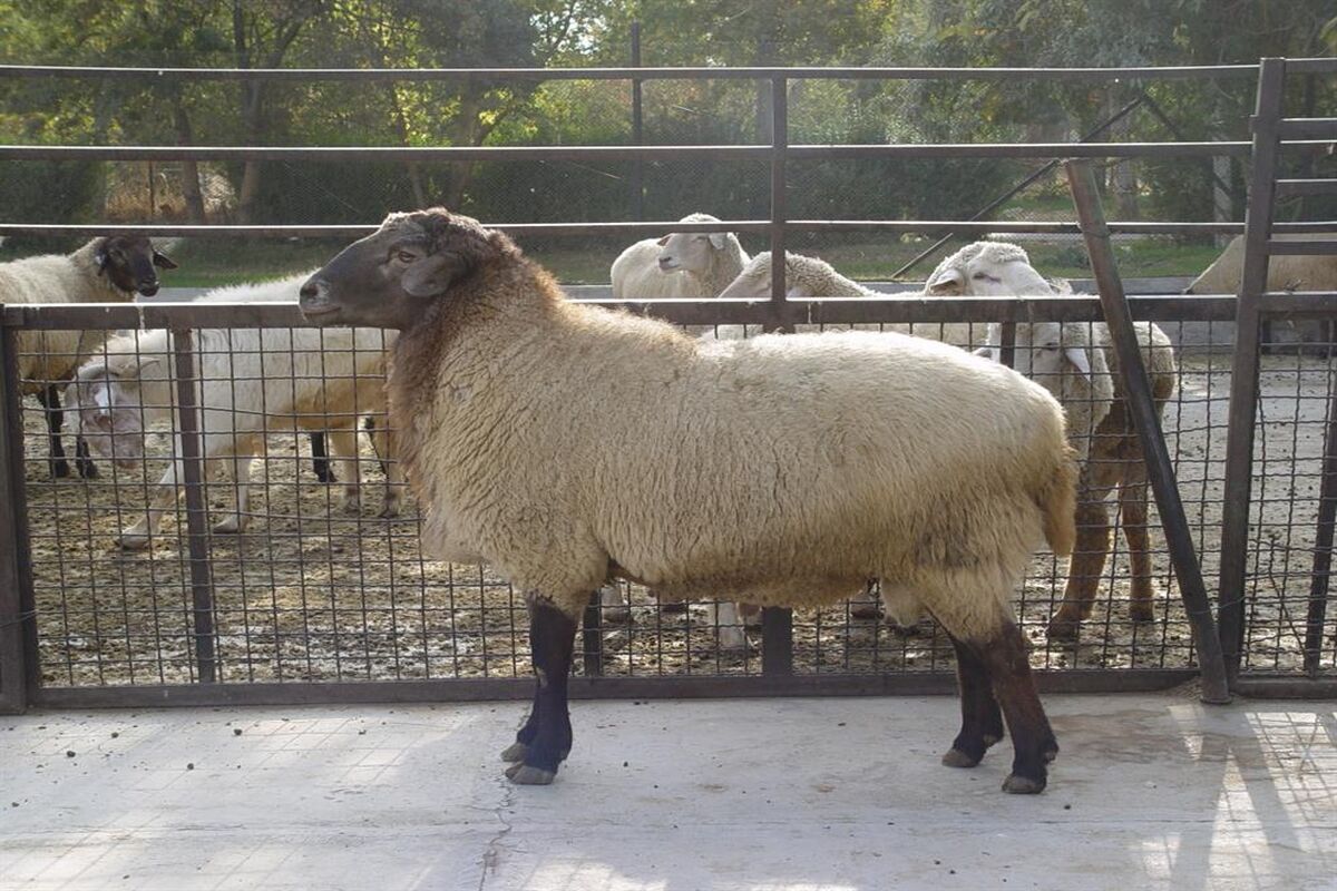 گوسفند مهربان