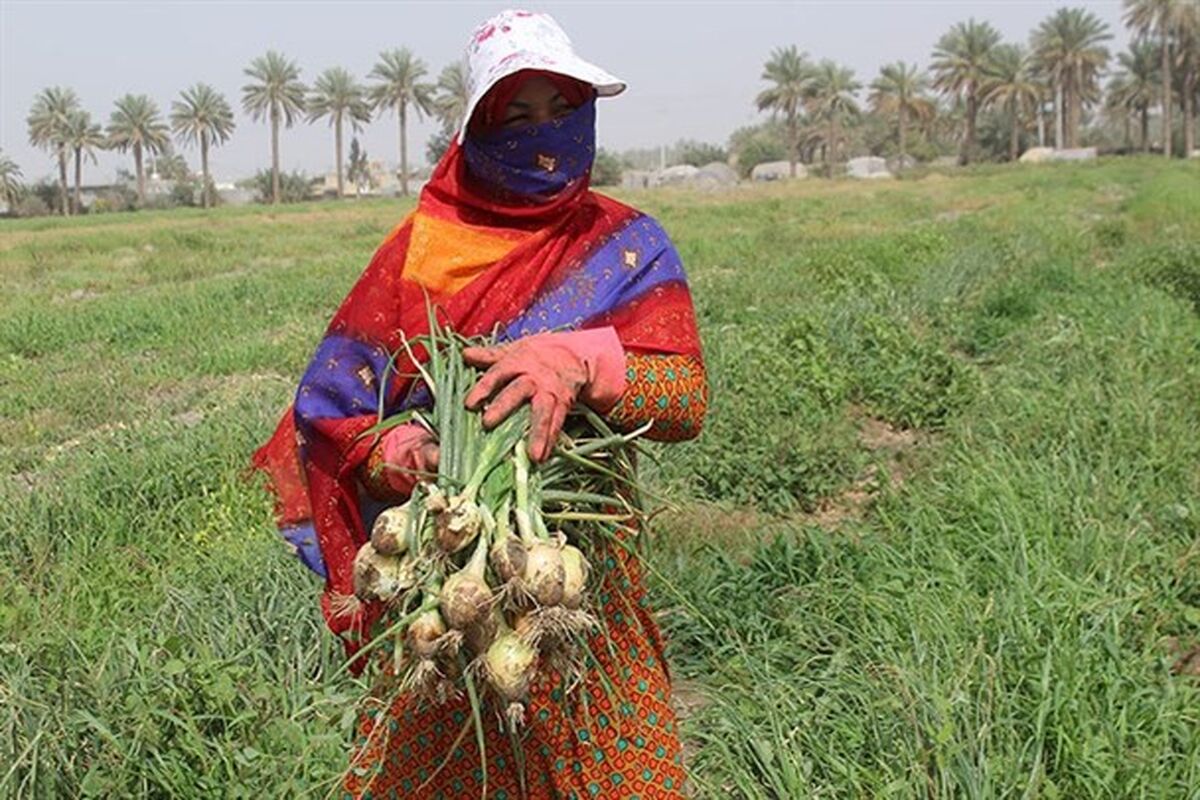 برداشت پیاز